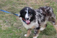 Cola, a male Australian Shepherd for sale in Royse City, TX – Photo 9 of 9
