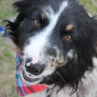 Cola, a male Australian Shepherd for sale in Royse City, TX – Photo 1 of 9