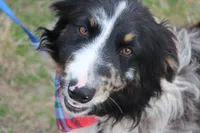 Cola, a male Australian Shepherd for sale in Royse City, TX – Photo 1 of 9