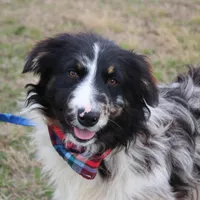 Cola, a male Australian Shepherd for sale in Royse City, TX – Photo 4 of 9