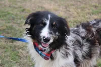 Cola, a male Australian Shepherd for sale in Royse City, TX – Photo 4 of 9