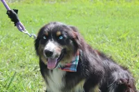 Beignet, a male Australian Shepherd for sale in Royse City, TX – 4 of 7