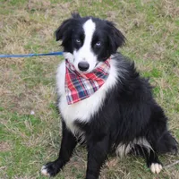 Cypress, a male Miniature Australian Shepherd for sale in Royse City, TX – Photo 6 of 6