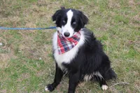 Cypress, a male Miniature Australian Shepherd for sale in Royse City, TX – Photo 6 of 6