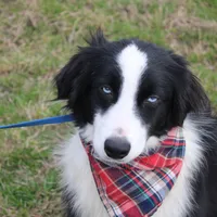Cypress, a male Miniature Australian Shepherd for sale in Royse City, TX – Photo 1 of 6