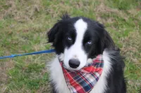 Cypress, a male Miniature Australian Shepherd for sale in Royse City, TX – Photo 1 of 6