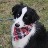 Cypress, a male Miniature Australian Shepherd for sale in Royse City, TX – Photo 3 of 6
