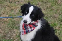 Cypress, a male Miniature Australian Shepherd for sale in Royse City, TX – Photo 3 of 6