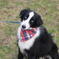 Cypress, a male Miniature Australian Shepherd for sale in Royse City, TX – Photo 5 of 6