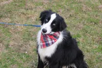 Cypress, a male Miniature Australian Shepherd for sale in Royse City, TX – Photo 5 of 6