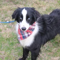 Cypress, a male Miniature Australian Shepherd for sale in Royse City, TX – Photo 4 of 6