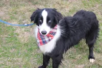 Cypress, a male Miniature Australian Shepherd for sale in Royse City, TX – Photo 4 of 6