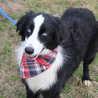Cypress, a male Miniature Australian Shepherd for sale in Royse City, TX – Photo 2 of 6