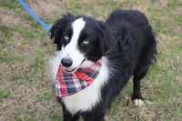 Cypress, a male Miniature Australian Shepherd for sale in Royse City, TX – Photo 2 of 6