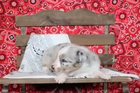 Tyler ASDR Minatare Australian Shepherd, a male Miniature Australian Shepherd for sale in Royse City, TX – 5 of 9