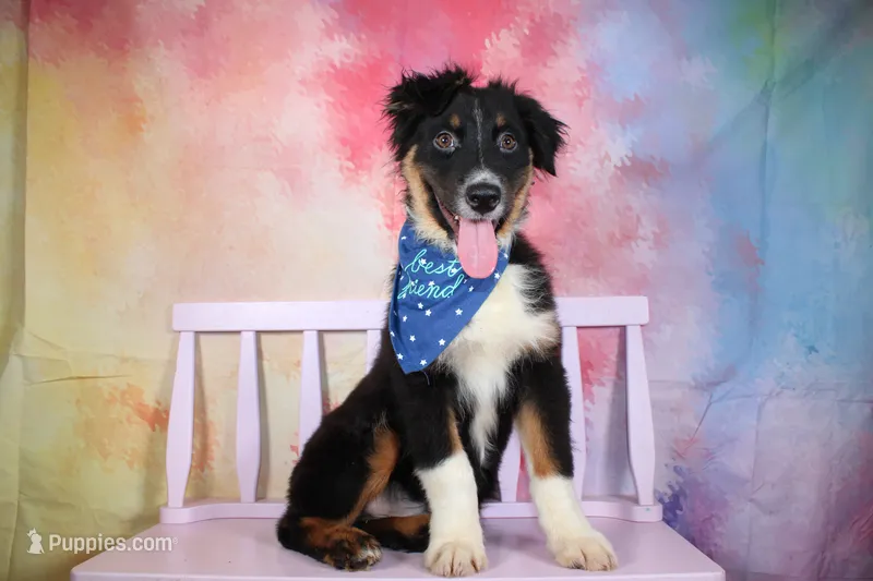Keno AKC Puppy Pre-K Graduate – Australian Shepherd puppy for sale in Royse City, TX