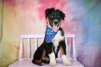 Keno AKC Puppy Pre-K Graduate, a male Australian Shepherd for sale in Royse City, TX – 1 of 9