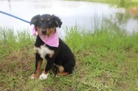 Bayou Puppy Pre-K Graduate, a male Australian Shepherd for sale in Royse City, TX – 3 of 9