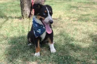 Nobel ASDR in Puppy Pre-K, a male Australian Shepherd for sale in Royse City, TX – 6 of 10