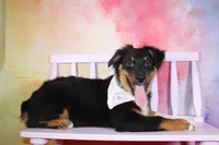 Bingo AKC Puppy Pre-K Graduate, a male Australian Shepherd for sale in Royse City, TX – 9 of 10