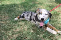 Duke In Puppy Pre-K Training, a male Australian Shepherd for sale in Royse City, TX – 1 of 10