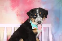 Nobel ASDR in Puppy Pre-K, a male Australian Shepherd for sale in Royse City, TX – 2 of 10