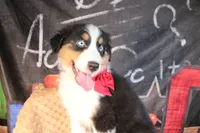Cash AKC , a male Australian Shepherd for sale in Royse City, TX – 3 of 10