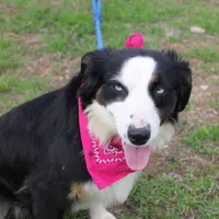 Stella, a female Miniature Australian Shepherd for sale in Royse City, TX – Photo 2 of 9