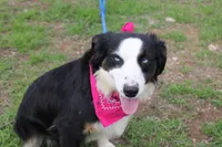 Stella, a female Miniature Australian Shepherd for sale in Royse City, TX – Photo 2 of 9