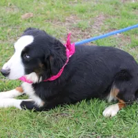 Stella, a female Miniature Australian Shepherd for sale in Royse City, TX – Photo 8 of 9