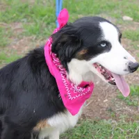 Stella, a female Miniature Australian Shepherd for sale in Royse City, TX – Photo 5 of 9