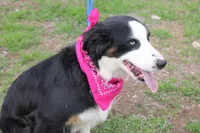 Stella, a female Miniature Australian Shepherd for sale in Royse City, TX – Photo 5 of 9