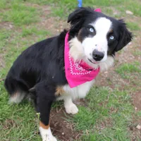 Stella, a female Miniature Australian Shepherd for sale in Royse City, TX – Photo 1 of 9