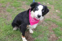Stella, a female Miniature Australian Shepherd for sale in Royse City, TX – Photo 1 of 9