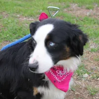 Stella, a female Miniature Australian Shepherd for sale in Royse City, TX – Photo 4 of 9
