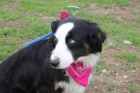 Stella, a female Miniature Australian Shepherd for sale in Royse City, TX – Photo 4 of 9