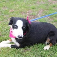 Stella, a female Miniature Australian Shepherd for sale in Royse City, TX – Photo 6 of 9
