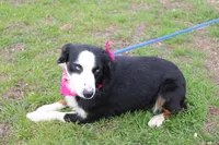 Stella, a female Miniature Australian Shepherd for sale in Royse City, TX – Photo 6 of 9