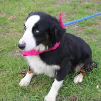 Stella, a female Miniature Australian Shepherd for sale in Royse City, TX – Photo 7 of 9