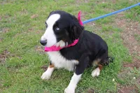 Stella, a female Miniature Australian Shepherd for sale in Royse City, TX – Photo 7 of 9