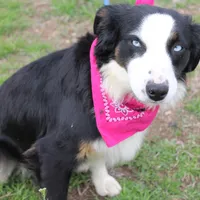 Stella, a female Miniature Australian Shepherd for sale in Royse City, TX – Photo 3 of 9