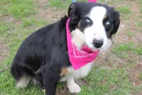 Stella, a female Miniature Australian Shepherd for sale in Royse City, TX – Photo 3 of 9