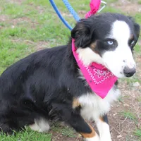 Stella, a female Miniature Australian Shepherd for sale in Royse City, TX – Photo 9 of 9