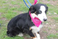 Stella, a female Miniature Australian Shepherd for sale in Royse City, TX – Photo 9 of 9