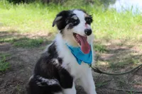 Knox, a male Australian Shepherd for sale in Royse City, TX – 3 of 10