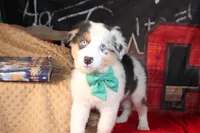 Hank AKC , a male Australian Shepherd for sale in Royse City, TX – 6 of 9