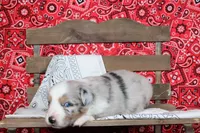 Tyler ASDR Minatare Australian Shepherd, a male Miniature Australian Shepherd for sale in Royse City, TX – 8 of 9