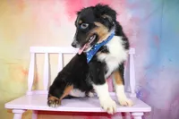 Keno AKC Puppy Pre-K Graduate, a male Australian Shepherd for sale in Royse City, TX – 3 of 9