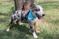 Duke In Puppy Pre-K Training, a male Australian Shepherd for sale in Royse City, TX – 7 of 10