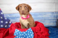 Oakley AKC Red Tri Female, a female Australian Shepherd for sale in Royse City, TX – 8 of 9